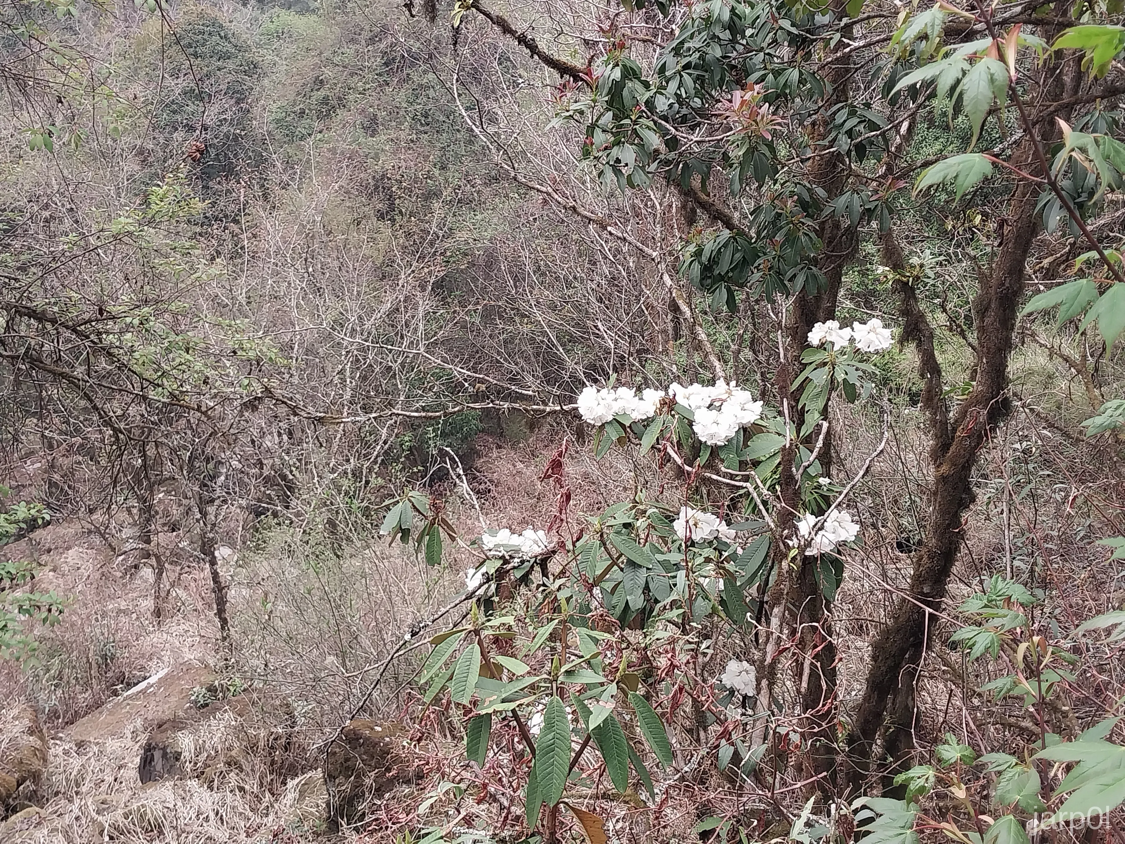 Red &amp; white rhododendrons